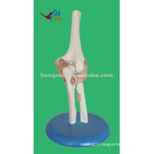 Life-size Plastic human elbow joint model